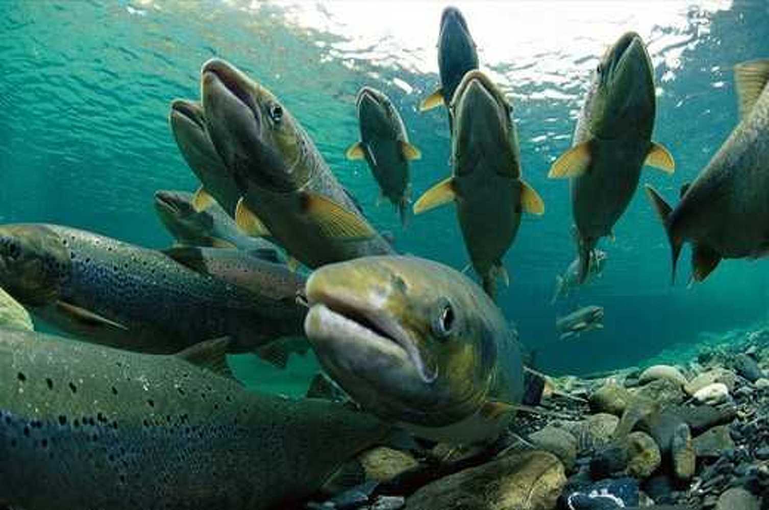 Департамент рыбного хозяйства начал выдавать разрешения на отлов форели-гегаркуни и сига-лудоги — Today.kg
