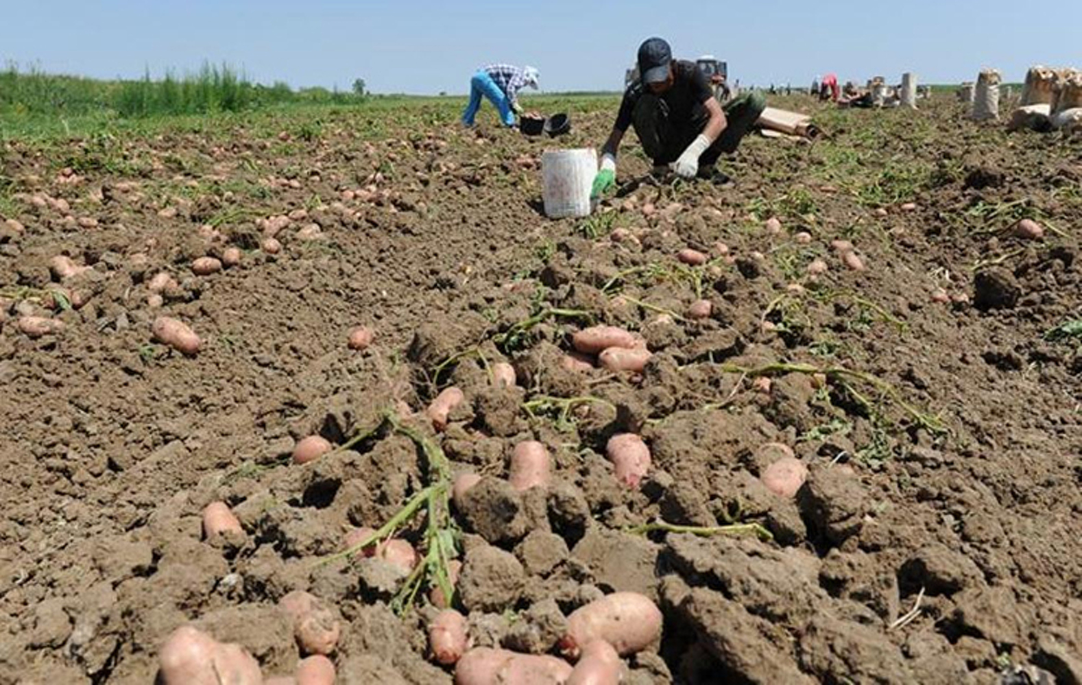 В Кыргызстане начался сбор раннего картофеля — Today.kg