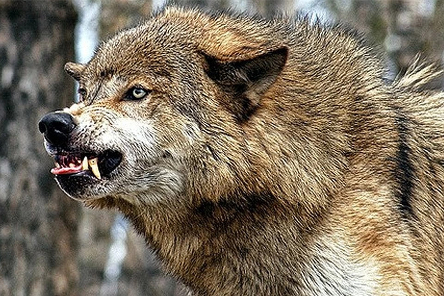 В Баткене отстреливают волков и шакалов, нападающих на домашний скот — Today.kg
