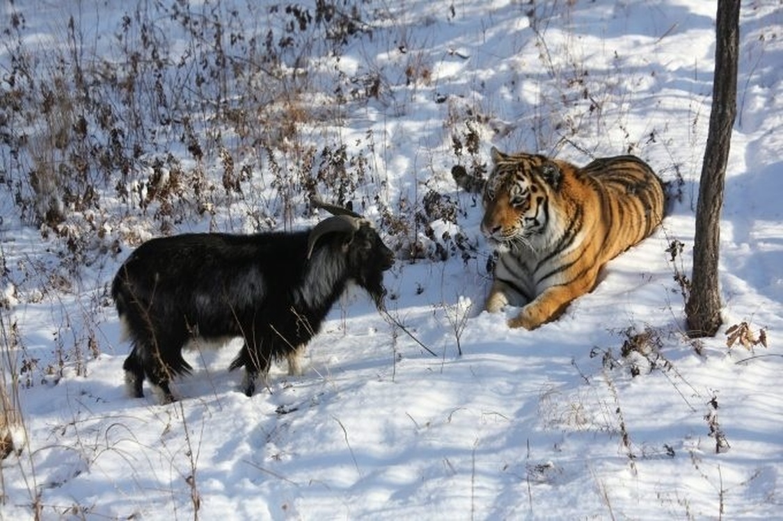 Чем закончилась дружба тигра Амура и козла Тимура, которая стала сенсацией — Today.kg
