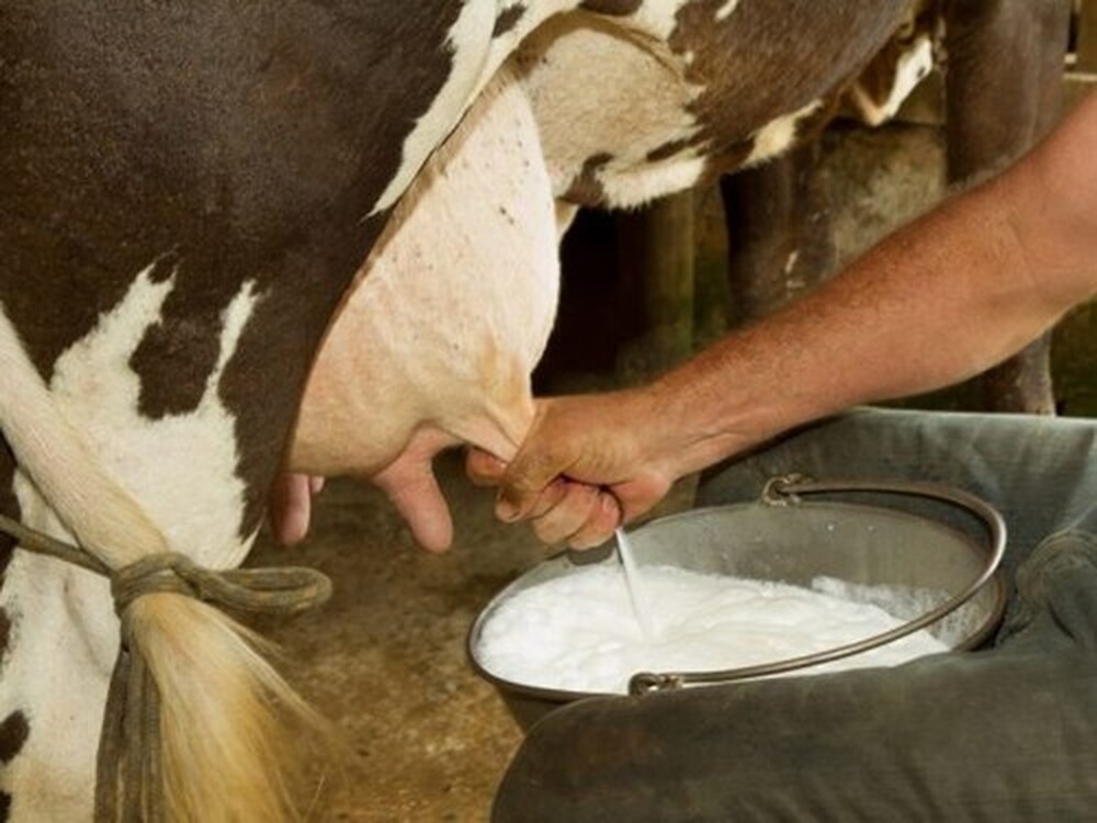 Средний надой молока на одну корову по республике составил 1 534,6 кг, - Минсельхоз — Today.kg