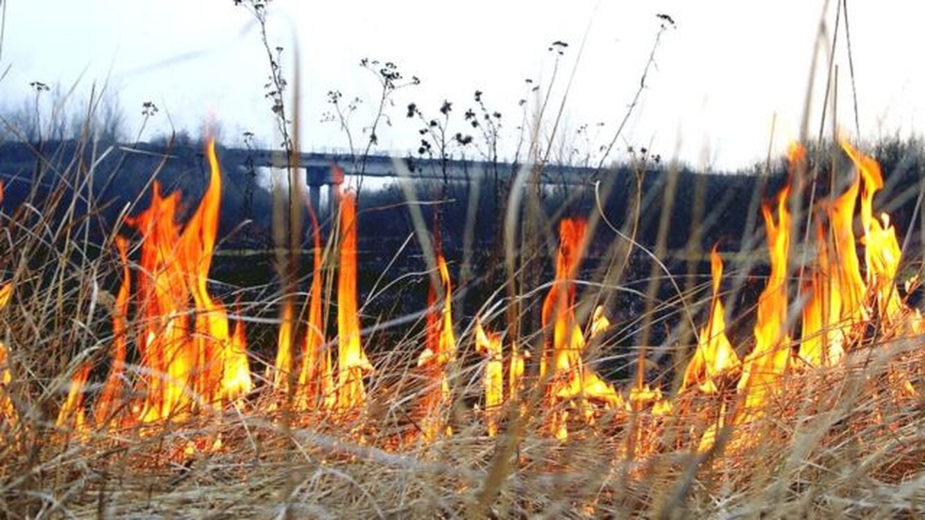 В мэрии Бишкека попросили горожан не жечь траву. Это приводит к пожарам — Today.kg
