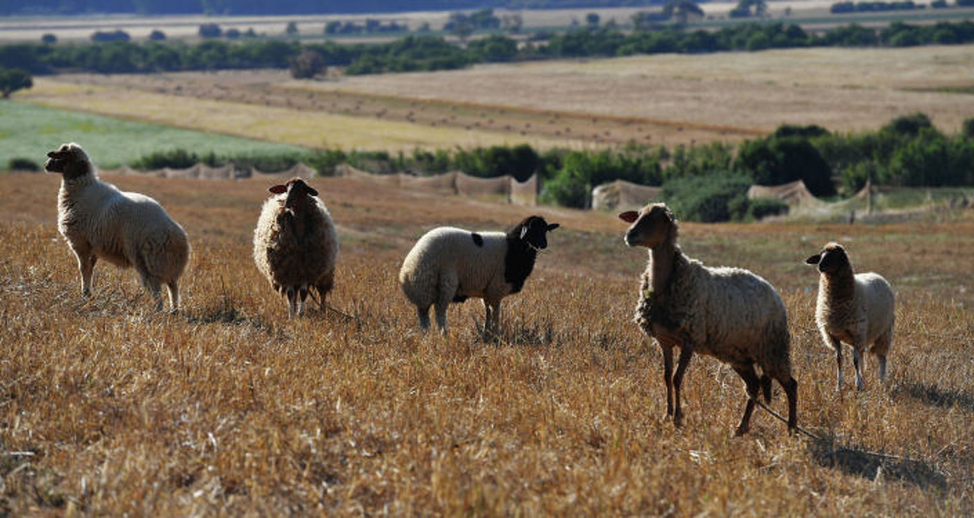 Овцы застыли на пару часов, будто под гипнозом, — в чем причина. Видео — Today.kg