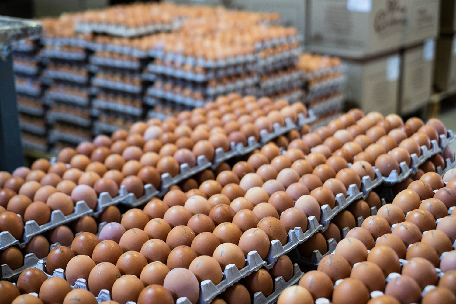 В январе производство яиц в Кыргызстане снизилось на 8%, - ЕЭК — Today.kg