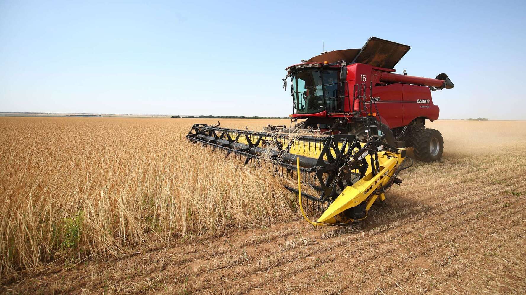 Значительно снизилась урожайность пшеницы в Кыргызстане — Today.kg