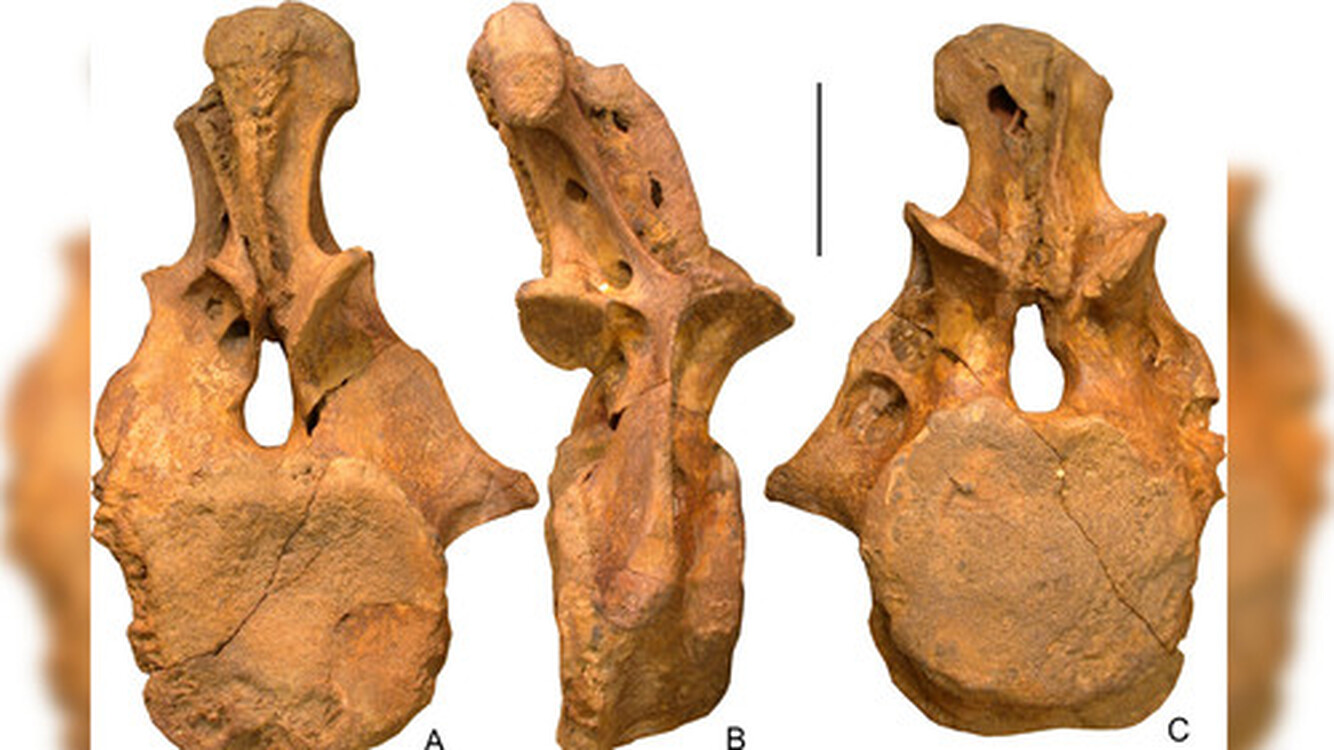 Обнаруженный в Узбекистане динозавр оказался двоюродным братом диплодока, - исследование — Today.kg