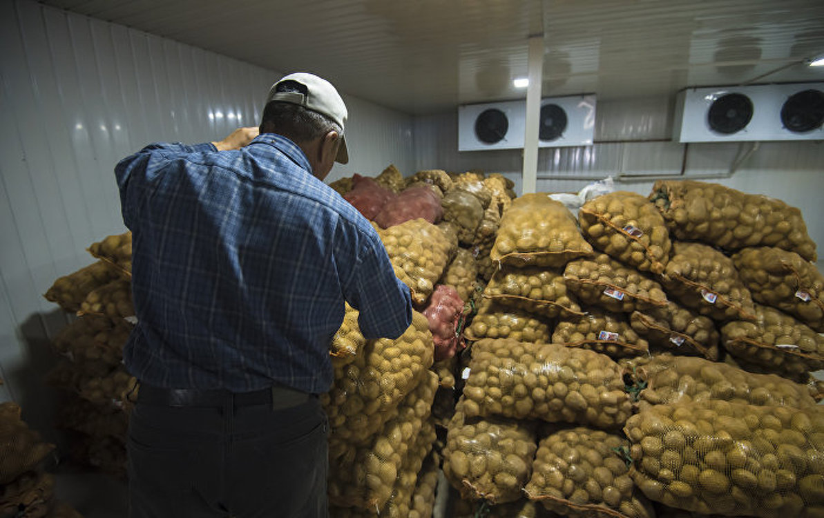 Мэрия Бишкека опровергает, что к ней поступил картофель от иссык-кульцев — Today.kg