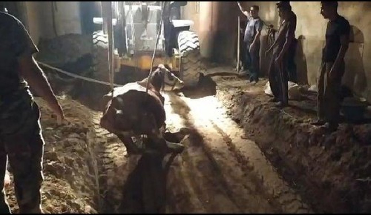 В Узбекистане спасатели достали корову из 3-метровой ямы — Today.kg