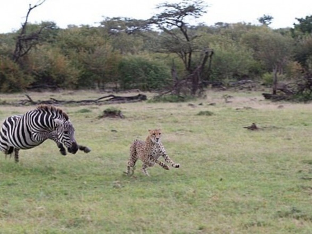 Поменялись ролями: в Кении зебра напала на гепарда — Today.kg