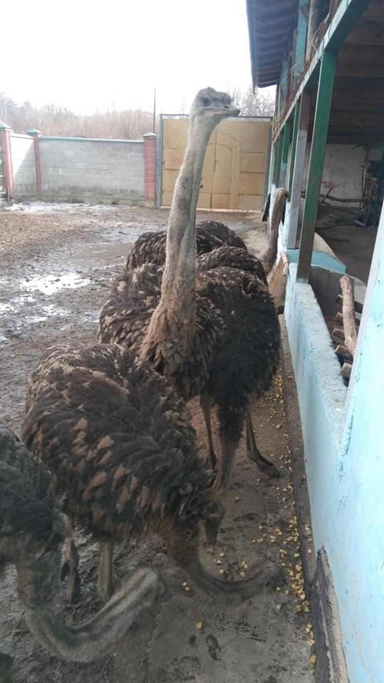В Кыргызстане запустили стартап по выращиванию страусов — Today.kg