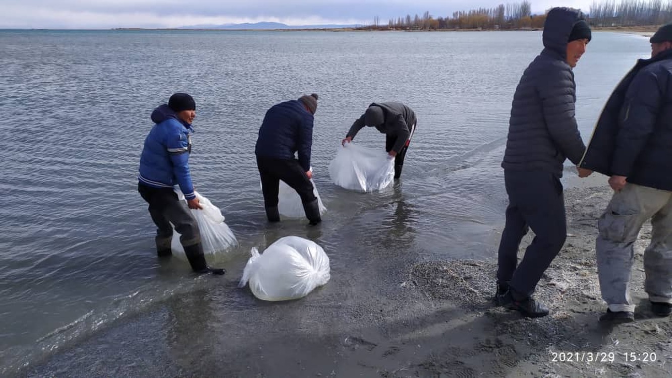 Мальков сига и форели выпустили в озеро Иссык-Куль — Today.kg