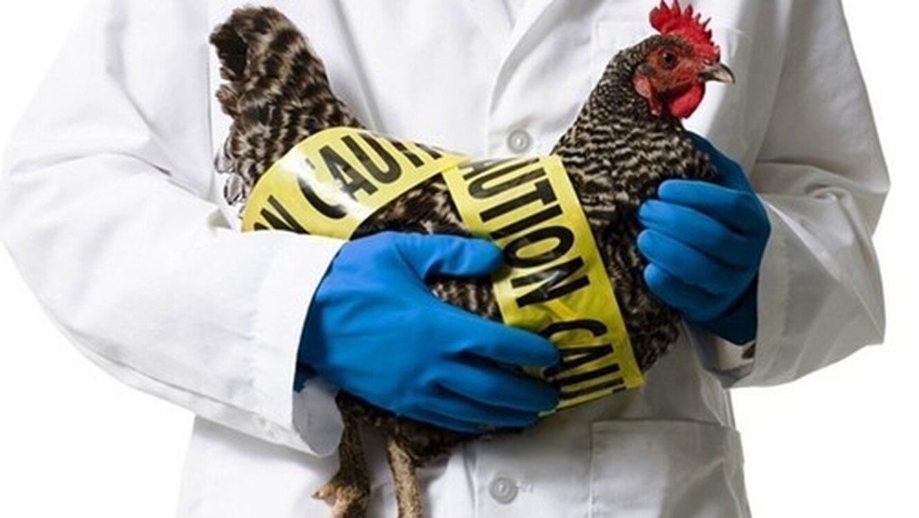 В Китае предупредили о пандемии птичьего гриппа — Today.kg
