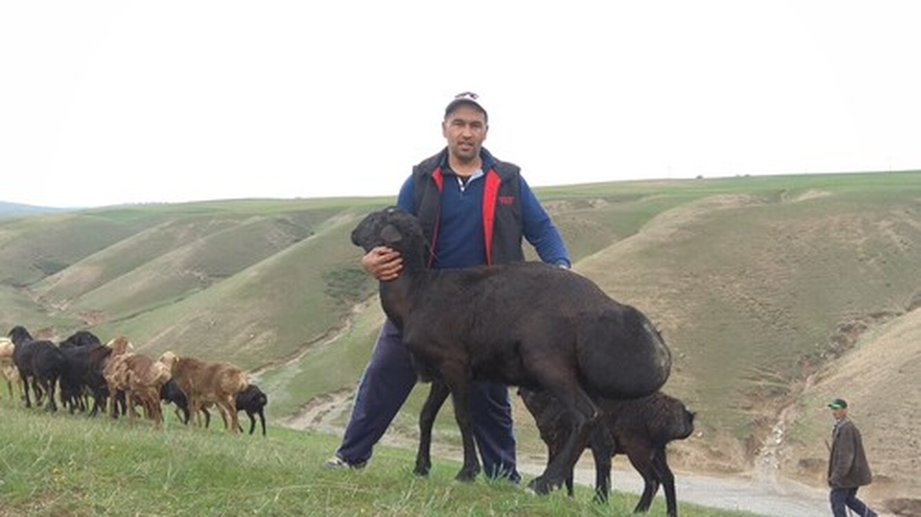 В 2020 году производство скота и птицы на убой в Кыргызстане выросло на 1,9%, - ЕЭК — Today.kg