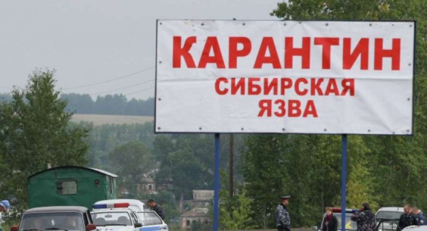 В Нарынской области сибирскую язву подтвердили у двух человек, почти 70 под наблюдением — Today.kg