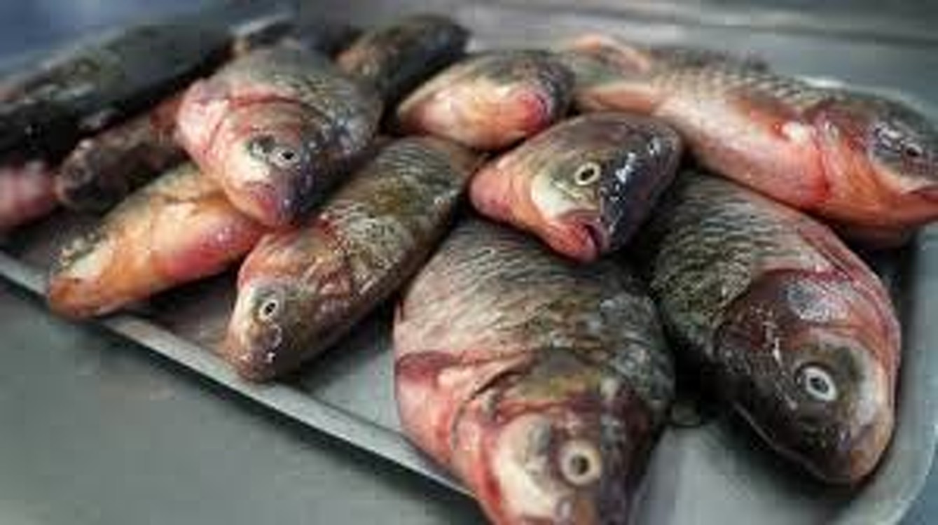 Госветинспекция изъяла 87 кг рыбы сомнительного качества на Ошском рынке — Today.kg