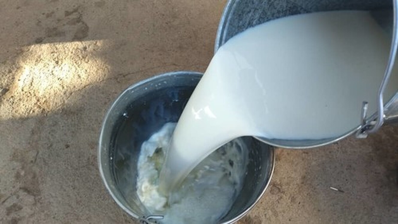 С начала февраля сырое молоко подорожало на 3% — Today.kg