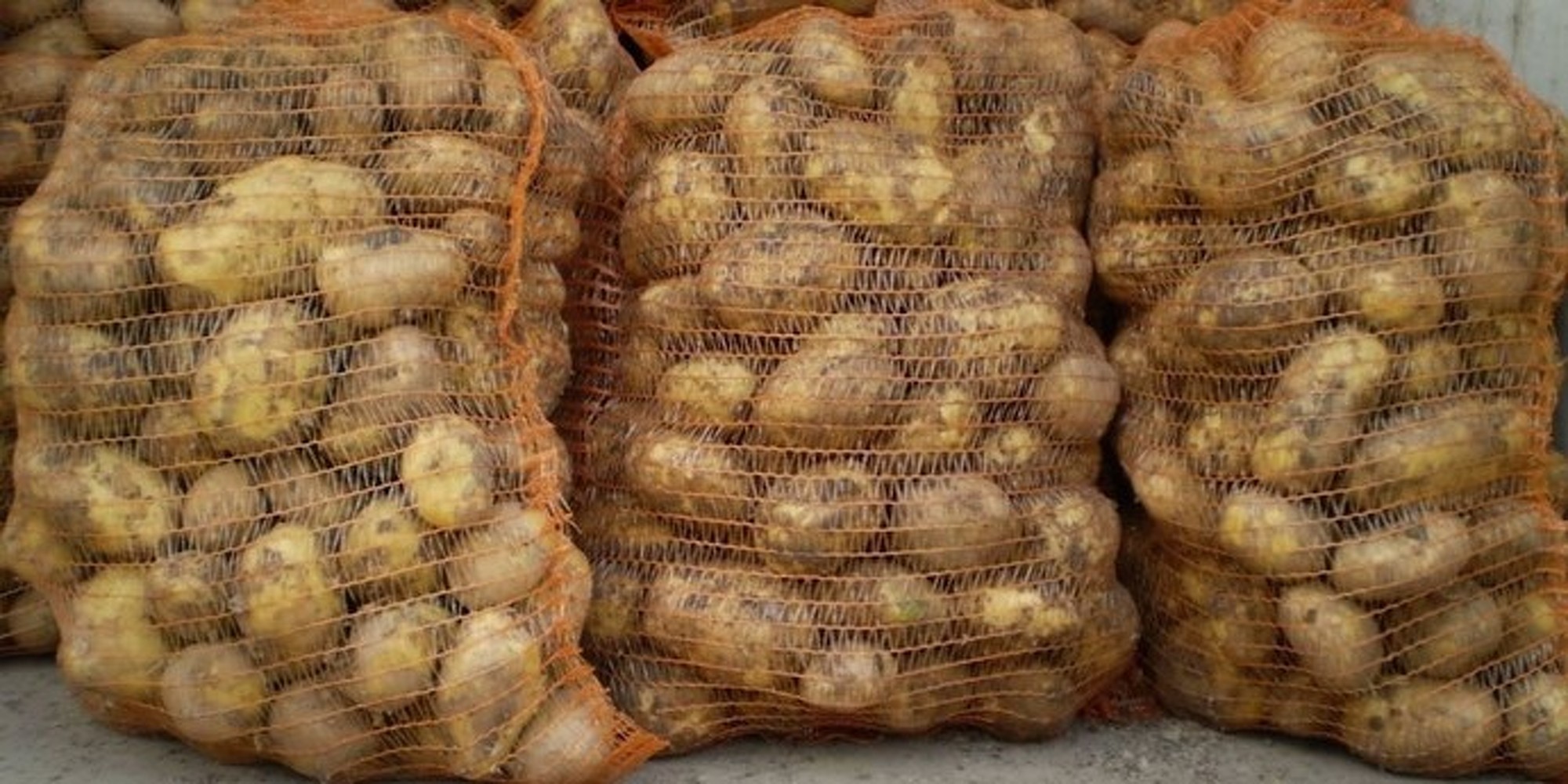 Проблем со сбытом картофеля не будет, - первый вице-премьер К.Боронов — Today.kg