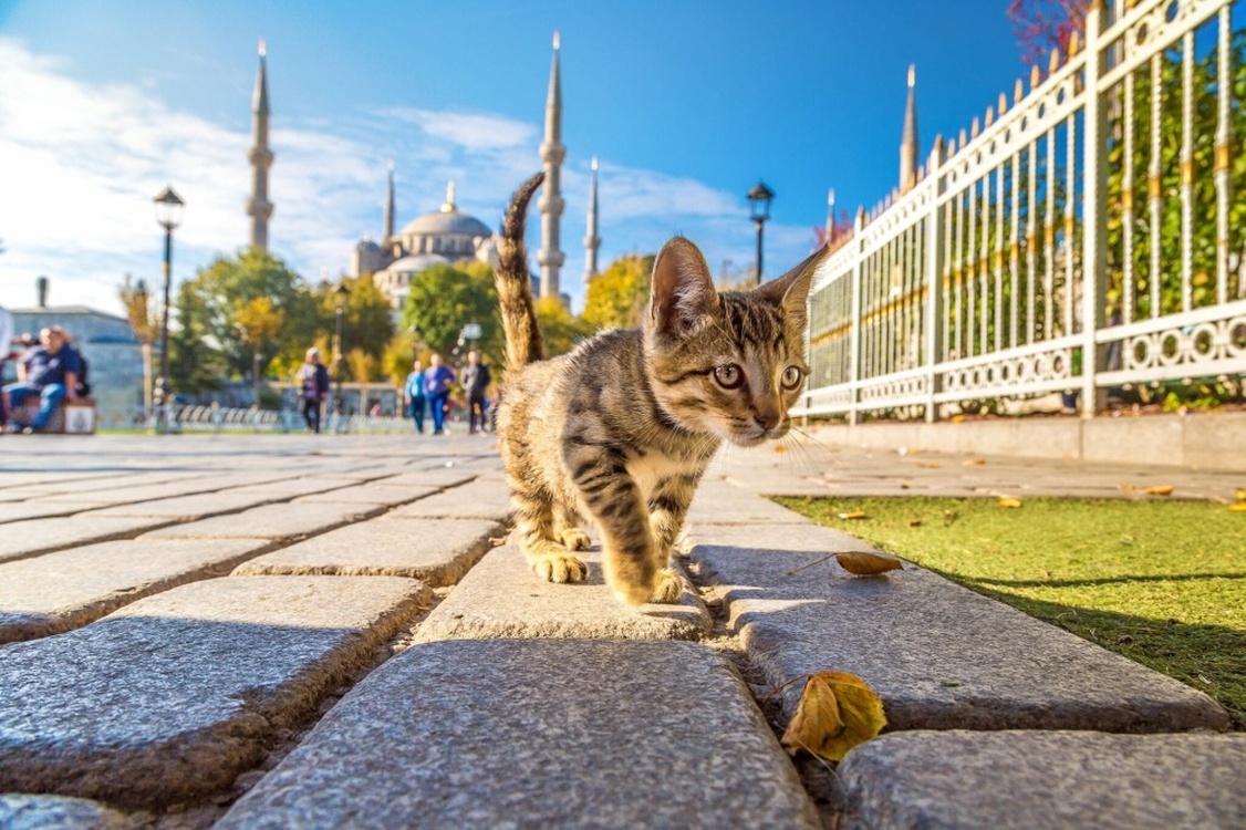 Японца депортируют из Турции за поедание кошек — Today.kg