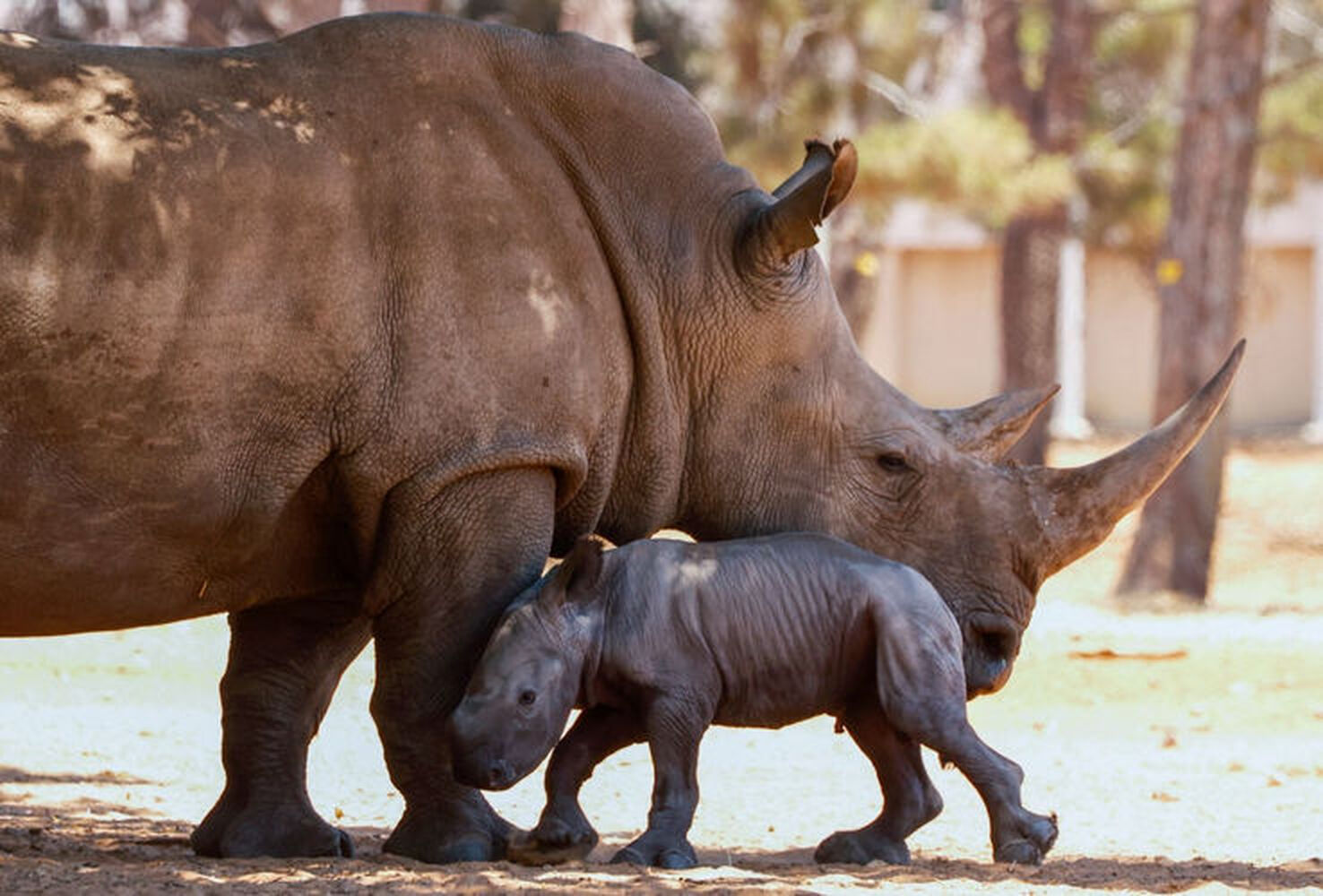 Третьего детеныша в израильском зоопарке родила белая носорожиха Рианна — Today.kg