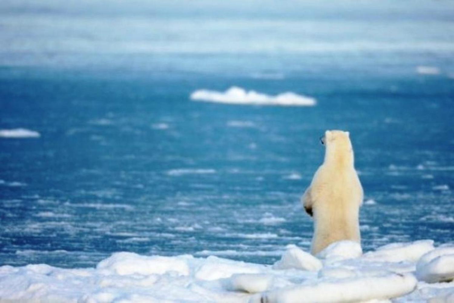 В Арктике впервые в истории зафиксировали 35 градусов жары — Today.kg