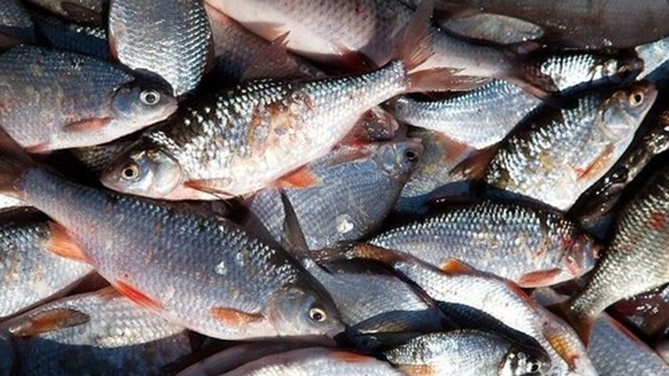 Экспорт свежей и мороженой рыбы в 2021 году увеличился в 2 раза, - Нацстатком — Today.kg
