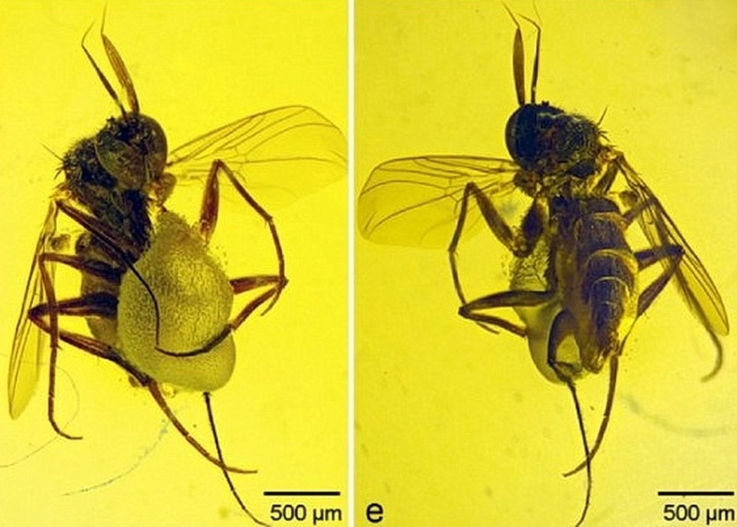 В янтаре возрастом 99 миллионов лет найден самец мухи с брачным подарком — Today.kg