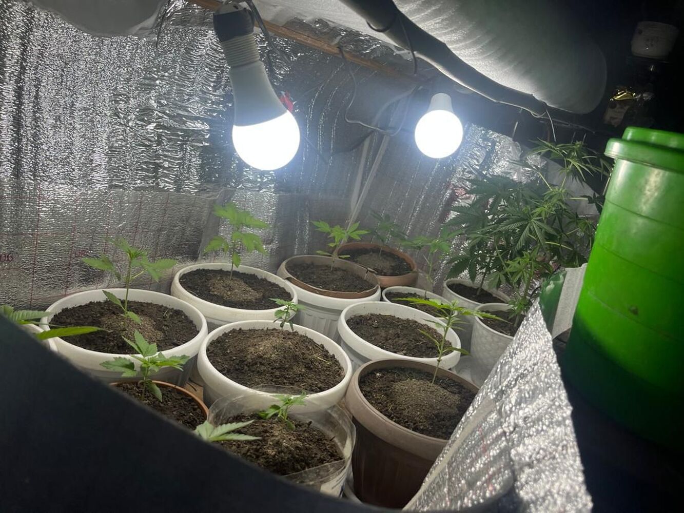 В Баткене задержана наркогруппировка. Выращивали гибридную марихуану — Today.kg