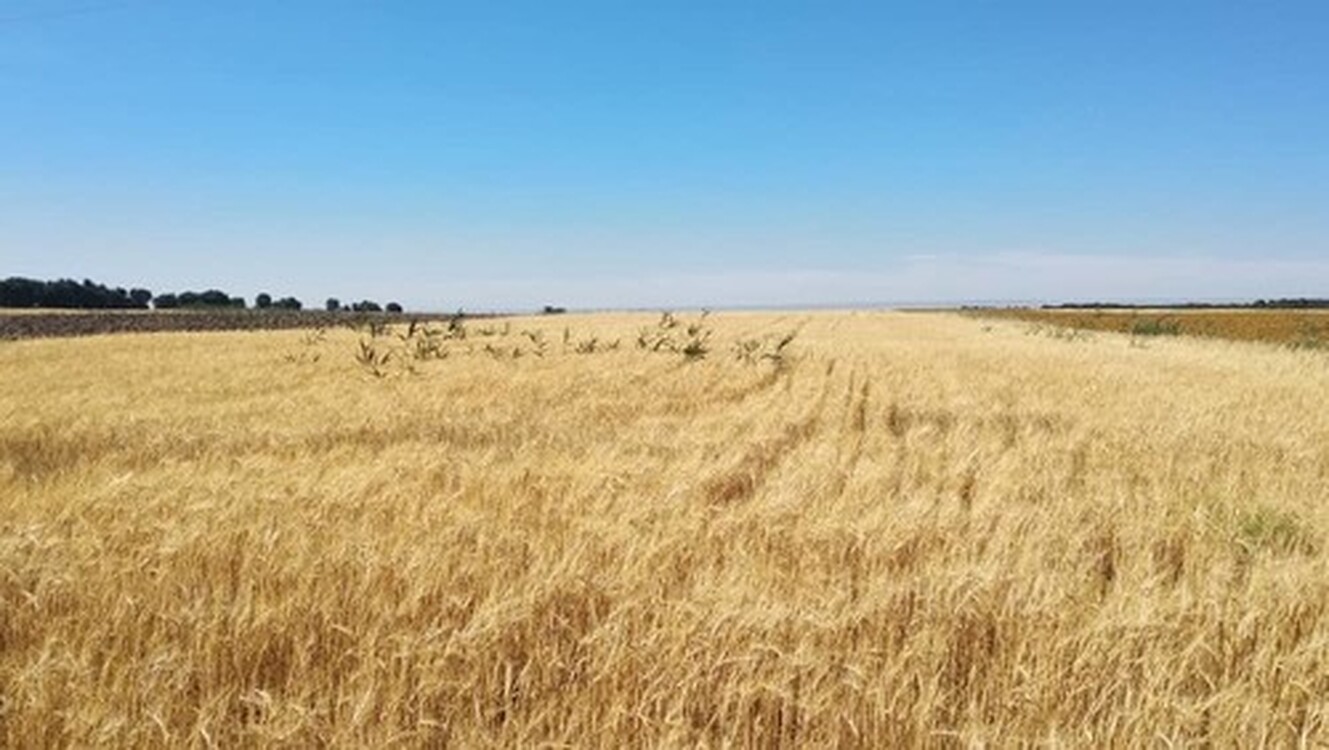 Качество нашей пшеницы не дотягивает до казахстанской, - директор мукомольного комбината — Today.kg