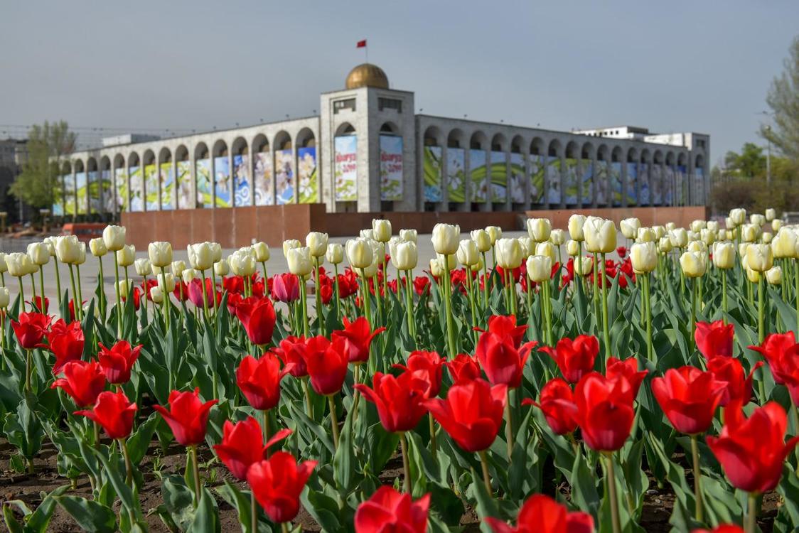 На столичных клумбах расцвели тюльпаны «Бишкекзеленхоза»  - фоторепортаж — Today.kg