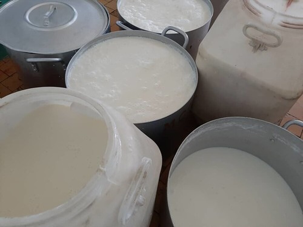 За два года частота обнаружений антибиотиков в молоке упала в Кыргызстане в 2 раза, - Госветинспекция — Today.kg