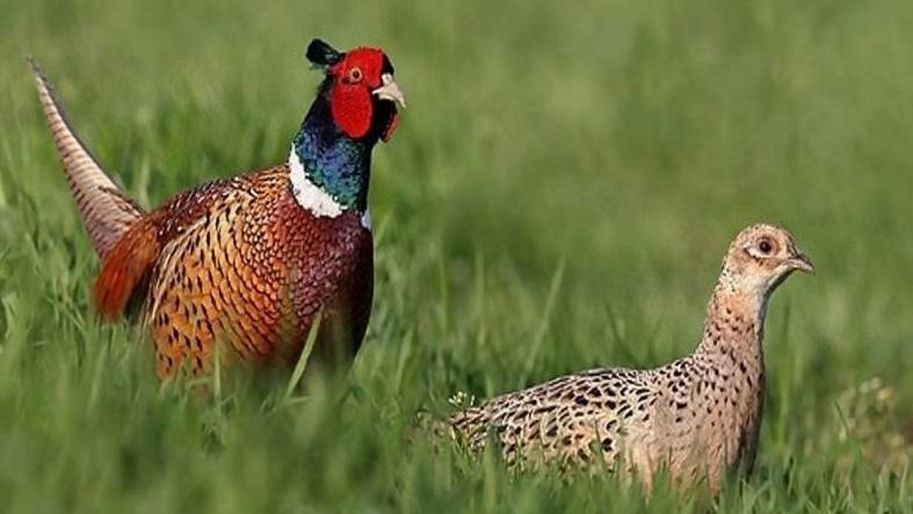 В Кыргызстане открыт сезон охоты на фазана, ондатру и улара — Today.kg