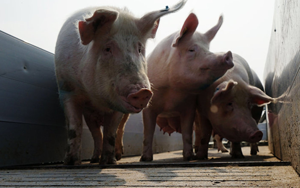 В Кыргызстане стало в 1,5 раза меньше свиней — Today.kg
