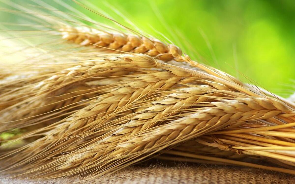 Узбекистан готов поставить в Кыргызстан семена пшеницы и хлопка и саженцы — Today.kg