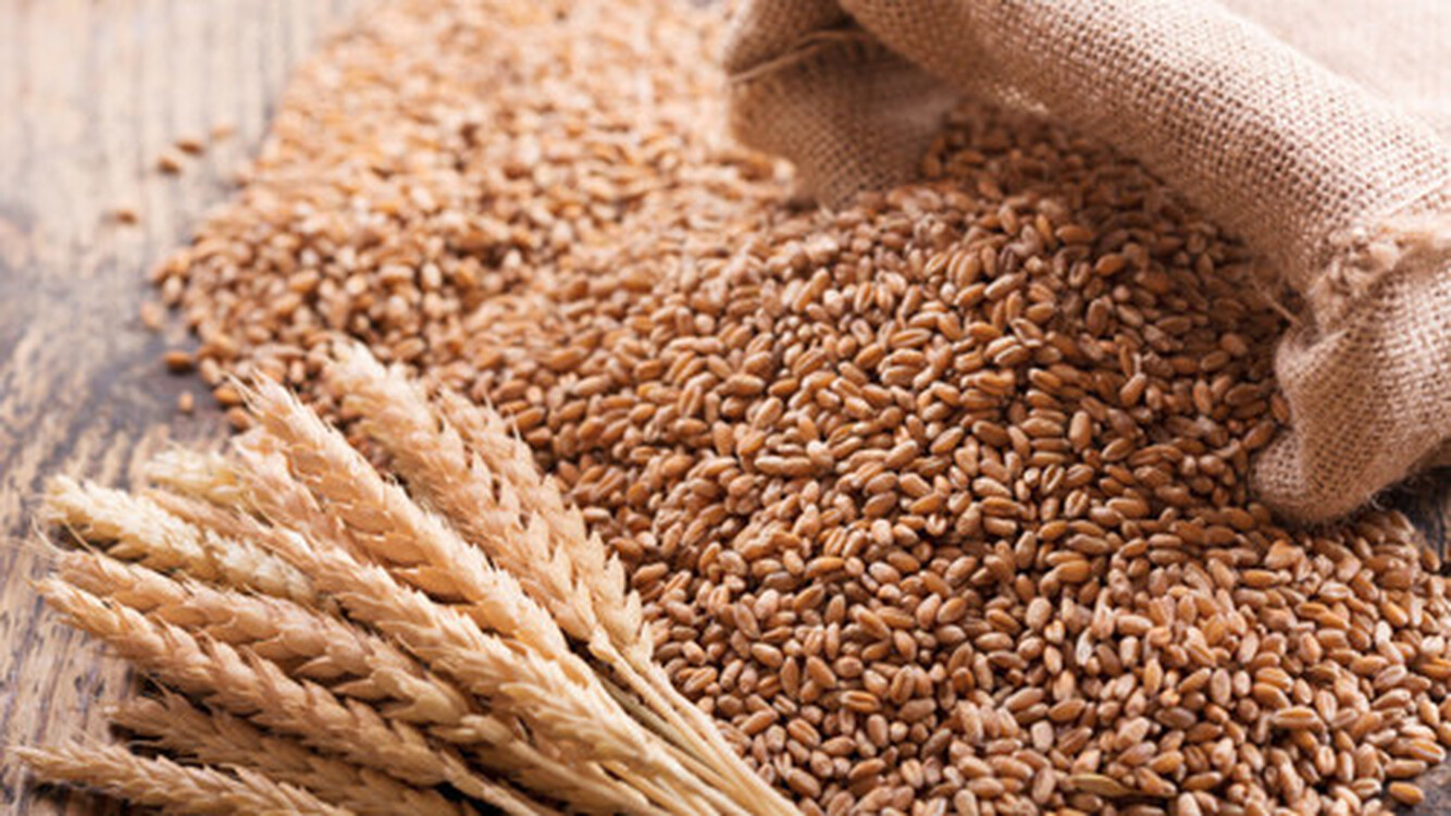 В Казахстане ожидается рост урожая пшеницы, - Минсельхоз США — Today.kg
