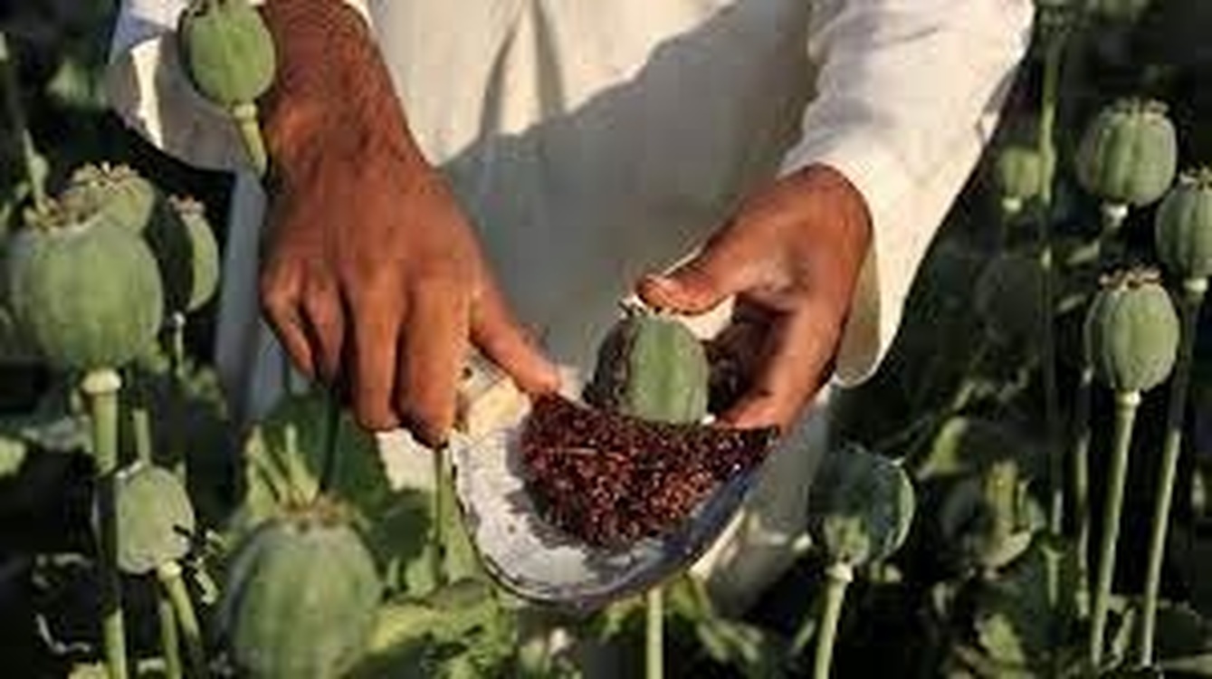 ООН: производство опиума в Афганистане выросло на 8 процентов в 2021 году — Today.kg