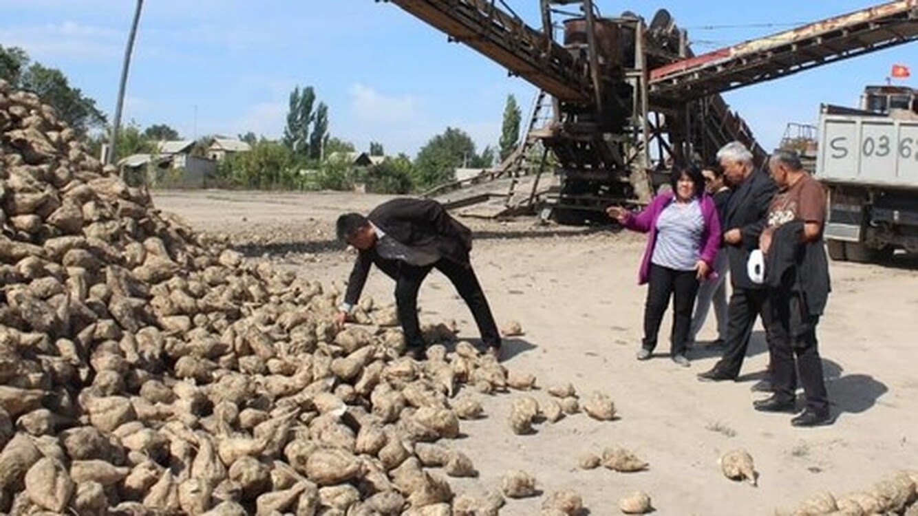 Производство сахара в Кыргызстане может сократиться до 50-40% от потребности. Фермеры назвали риски нехватки поливной воды — Today.kg