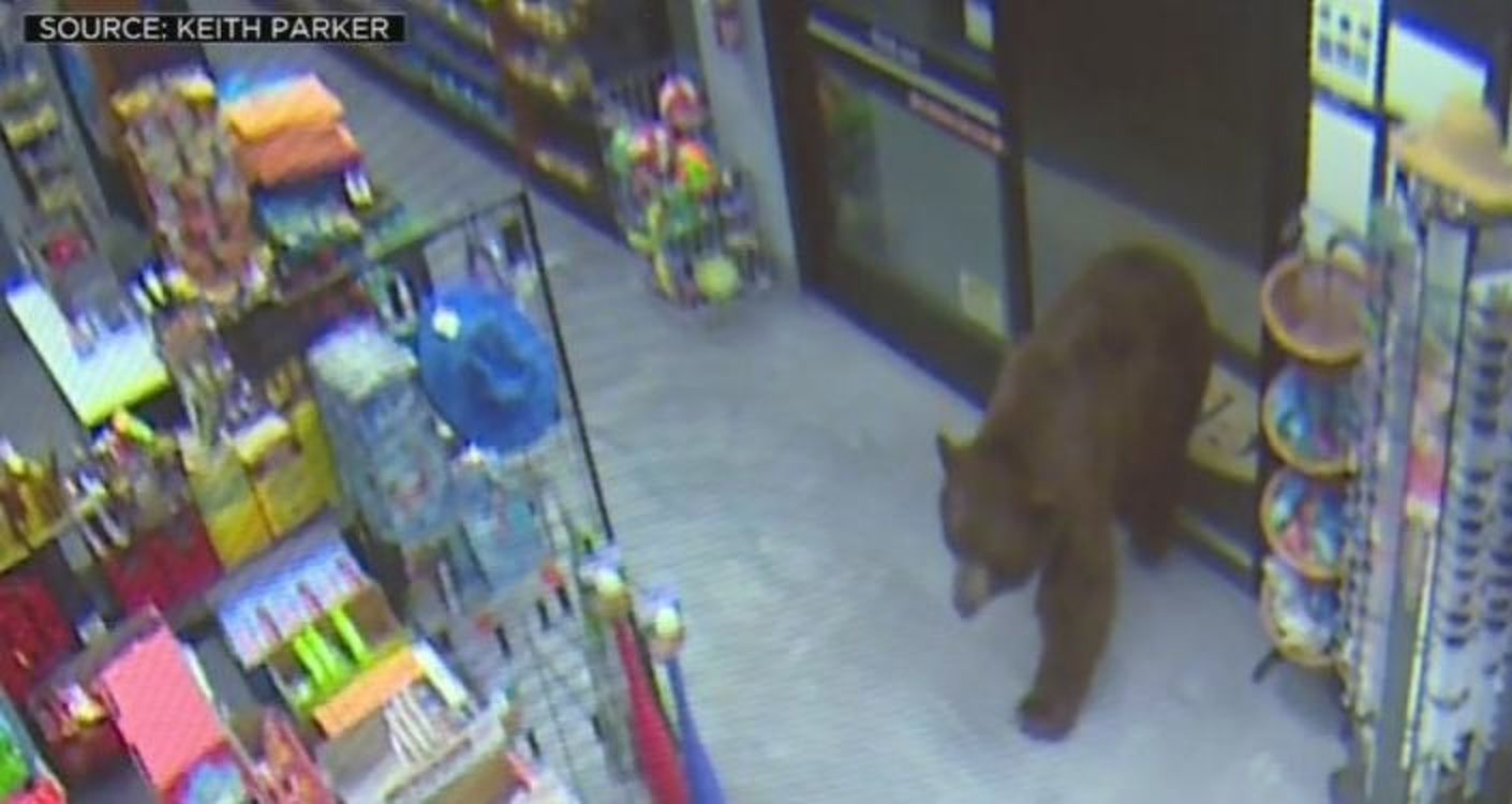 Медведи совершают налеты на магазины ночью и крадут крекеры. Видео из США — Today.kg