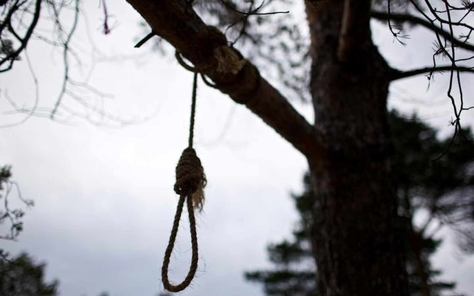 В Сокулуке повешенными на дереве нашли тела парня и девушки — Today.kg