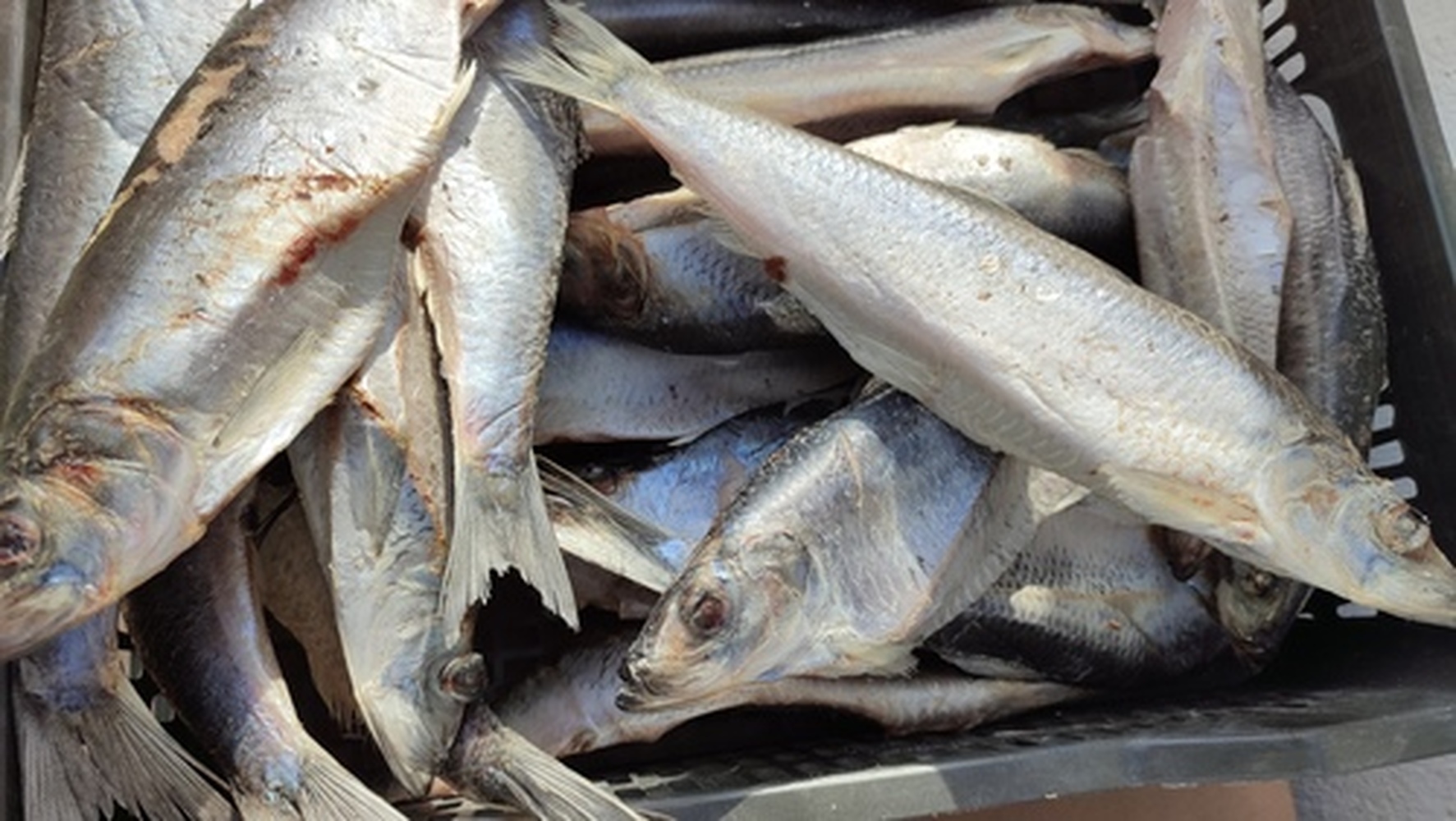 Среди стран ЕАЭС в 2022 году цены на рыбу больше всего выросли в Кыргызстане — Today.kg
