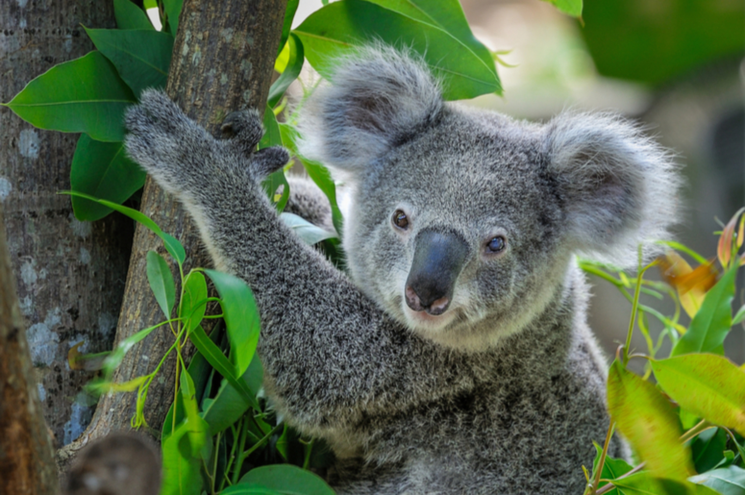 Коала отзывы. Животные Австралии коала. Австралия кенгуру и коала. Медведи коалы в Австралии. Коала на бамбуке.