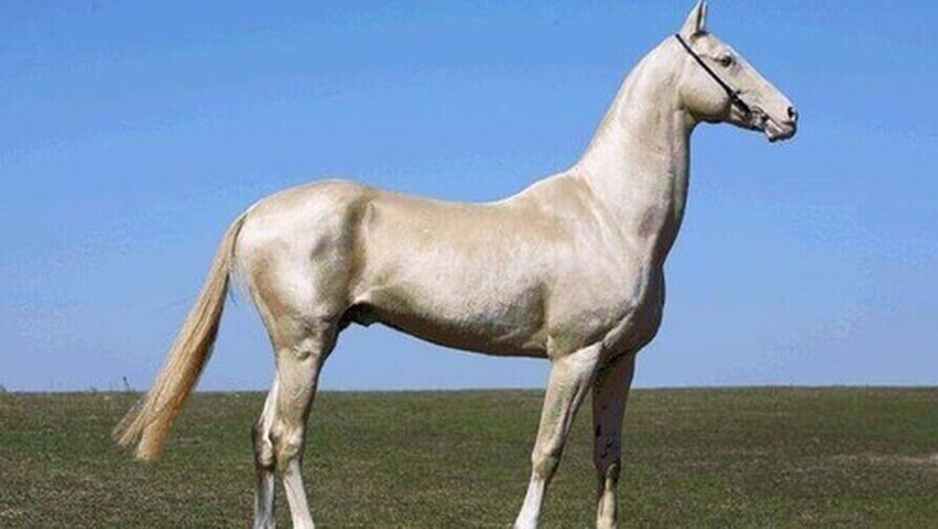 В Туркменистане построят конюшню на 600 ахалтекинских лошадей — Today.kg