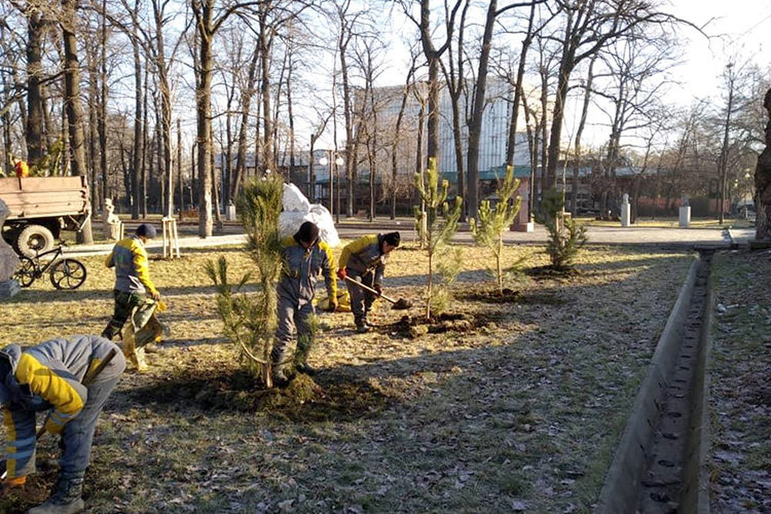 В Бишкеке начали зимние посадки хвойных деревьев — Today.kg
