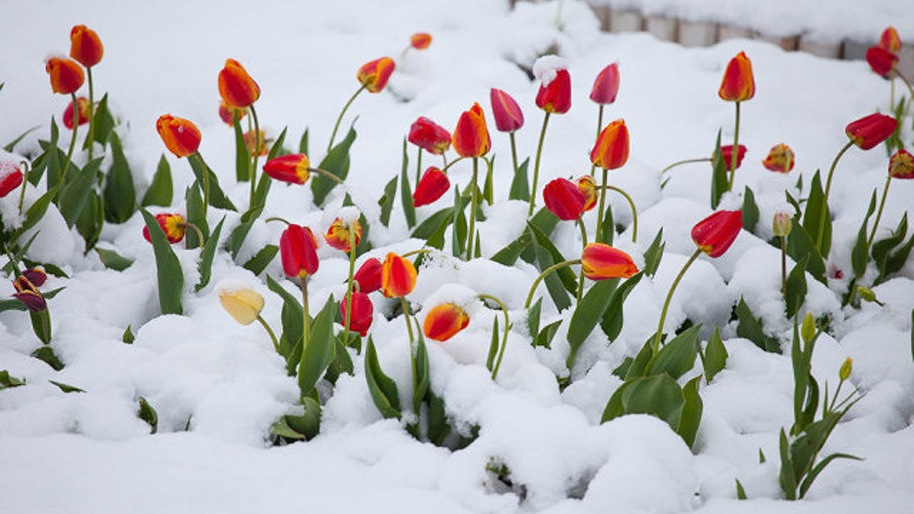 Штормовое предупреждение. 4 апреля ожидаются заморозки в отдельных районах Иссык-Куля — Today.kg