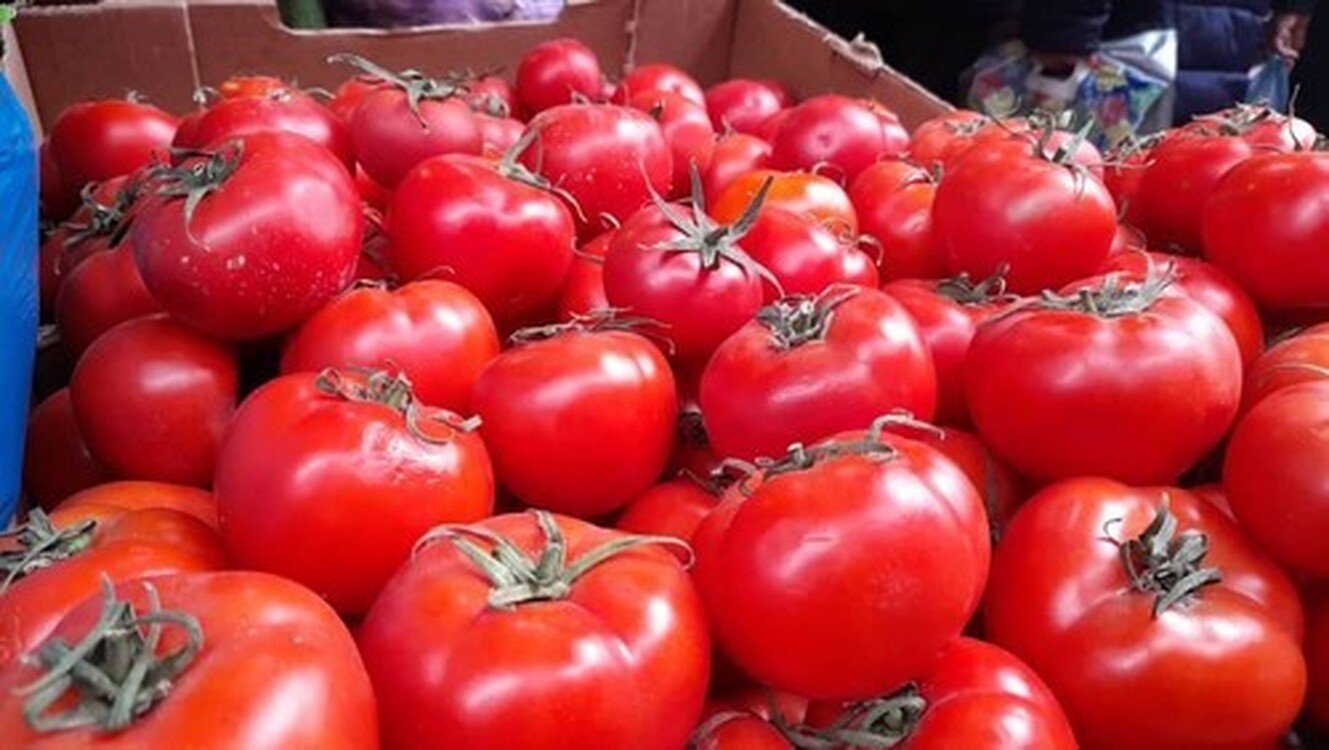 Департамент карантина растений не пропустил в Баткенскую область 164 тонны овощей и саженцев из Узбекистана — Today.kg