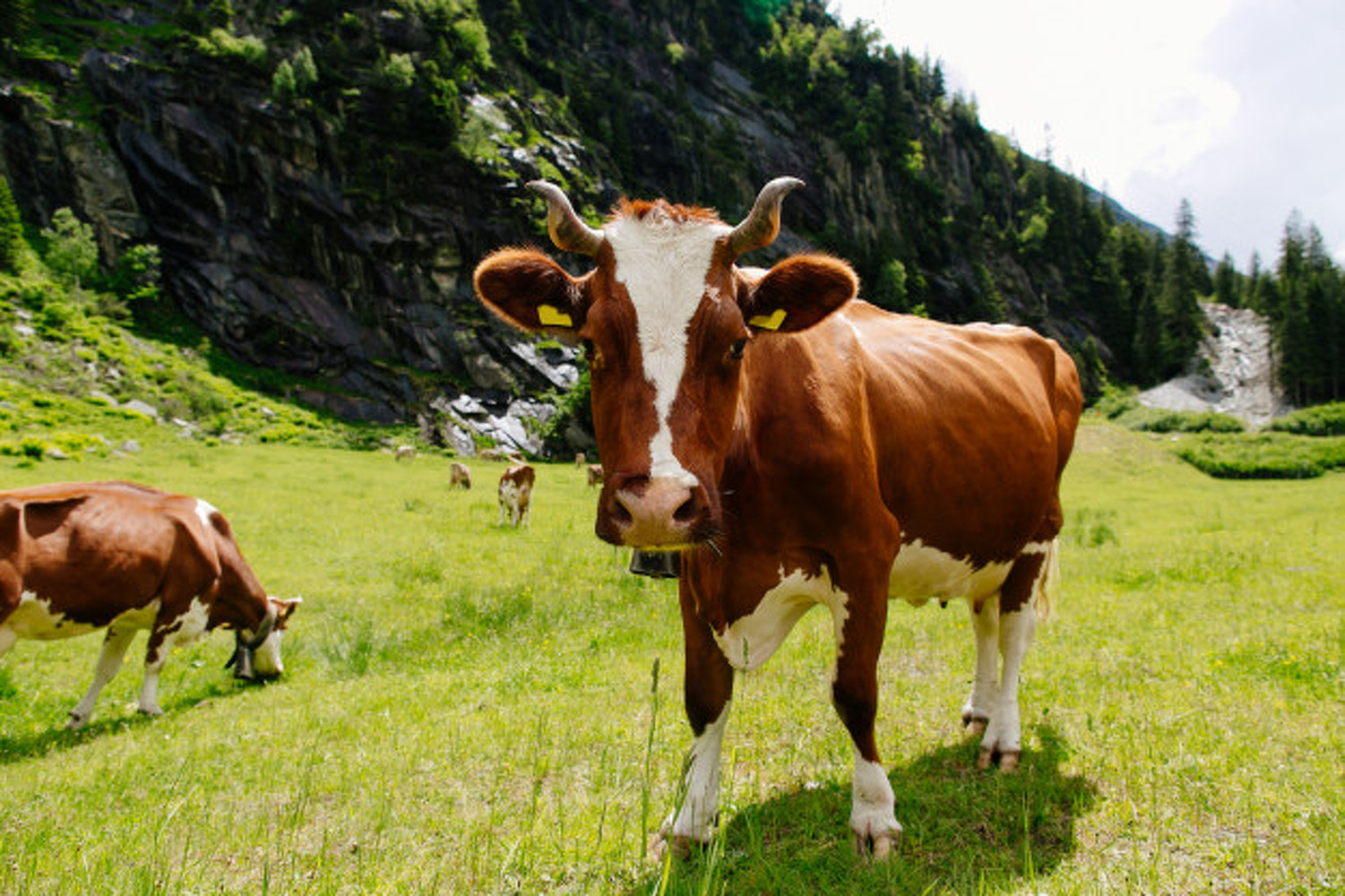 Мычание – знак согласия: ученые впервые проанализировали голоса коров — Today.kg