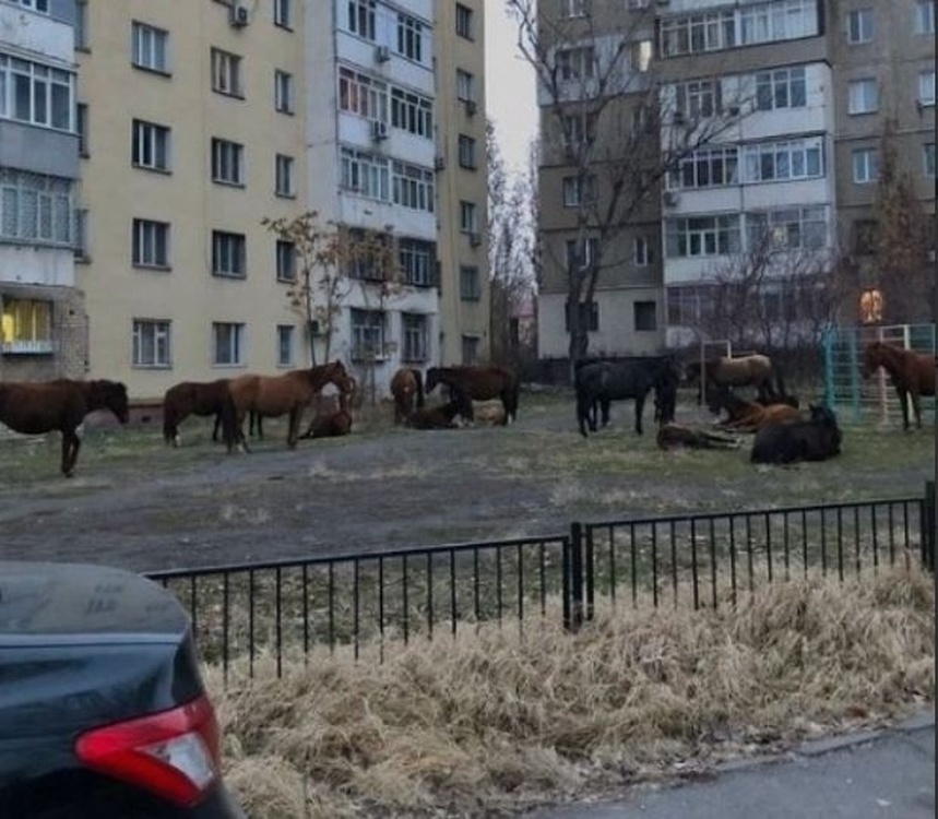 Гулявшие в парке Победы имени Даира Асанова лошади арестованы — Today.kg