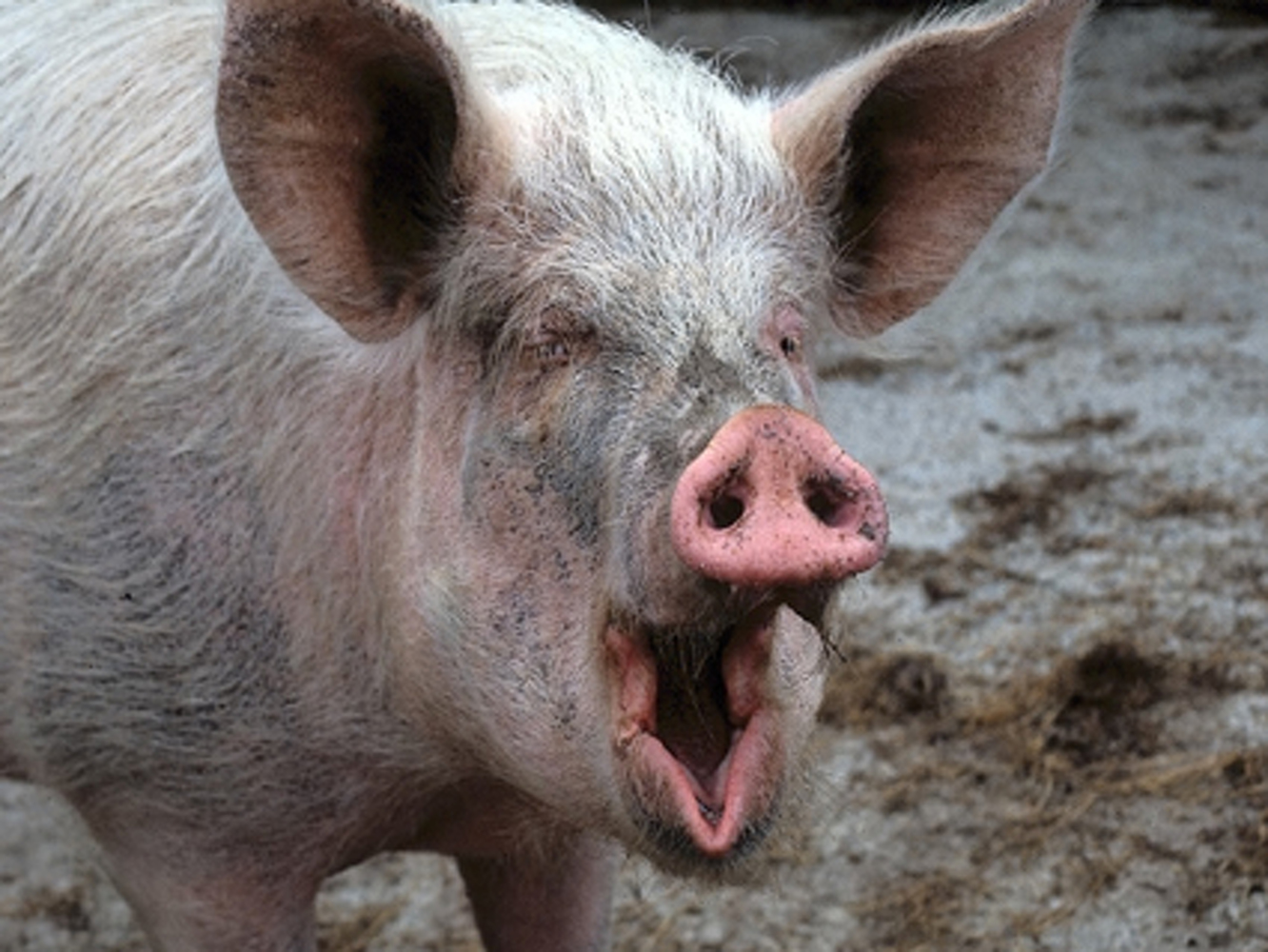 Польский фермер получил сердечный приступ и был съеден гигантскими свиньями — Today.kg