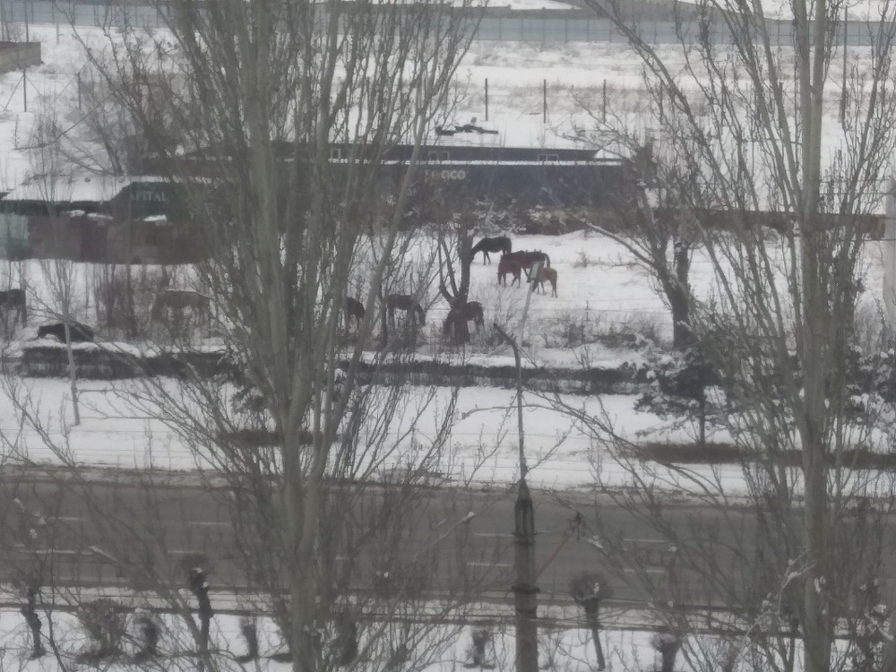 В престижном микрорайоне Бишкека снова пасутся лошади. В мэрии посоветовали звонить в милицию — Today.kg