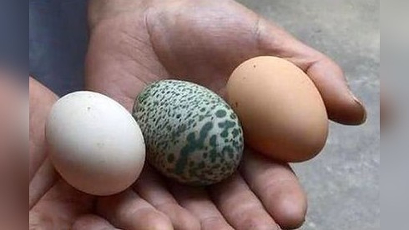 В Китае курица снесла зеленое яйцо. Фото — Today.kg