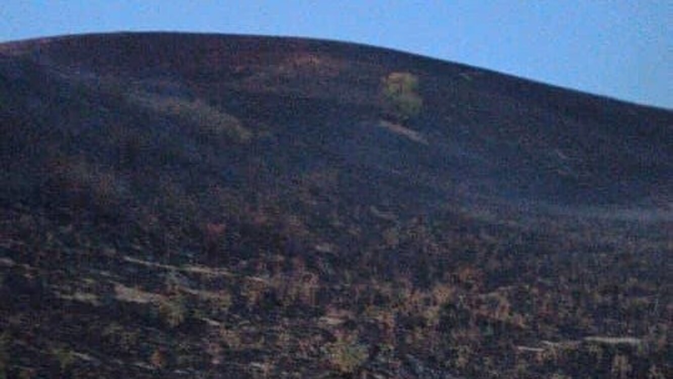 Пожар на на склонах горы близ села Байгелди. 85 спасателей продолжают тушить огонь — Today.kg